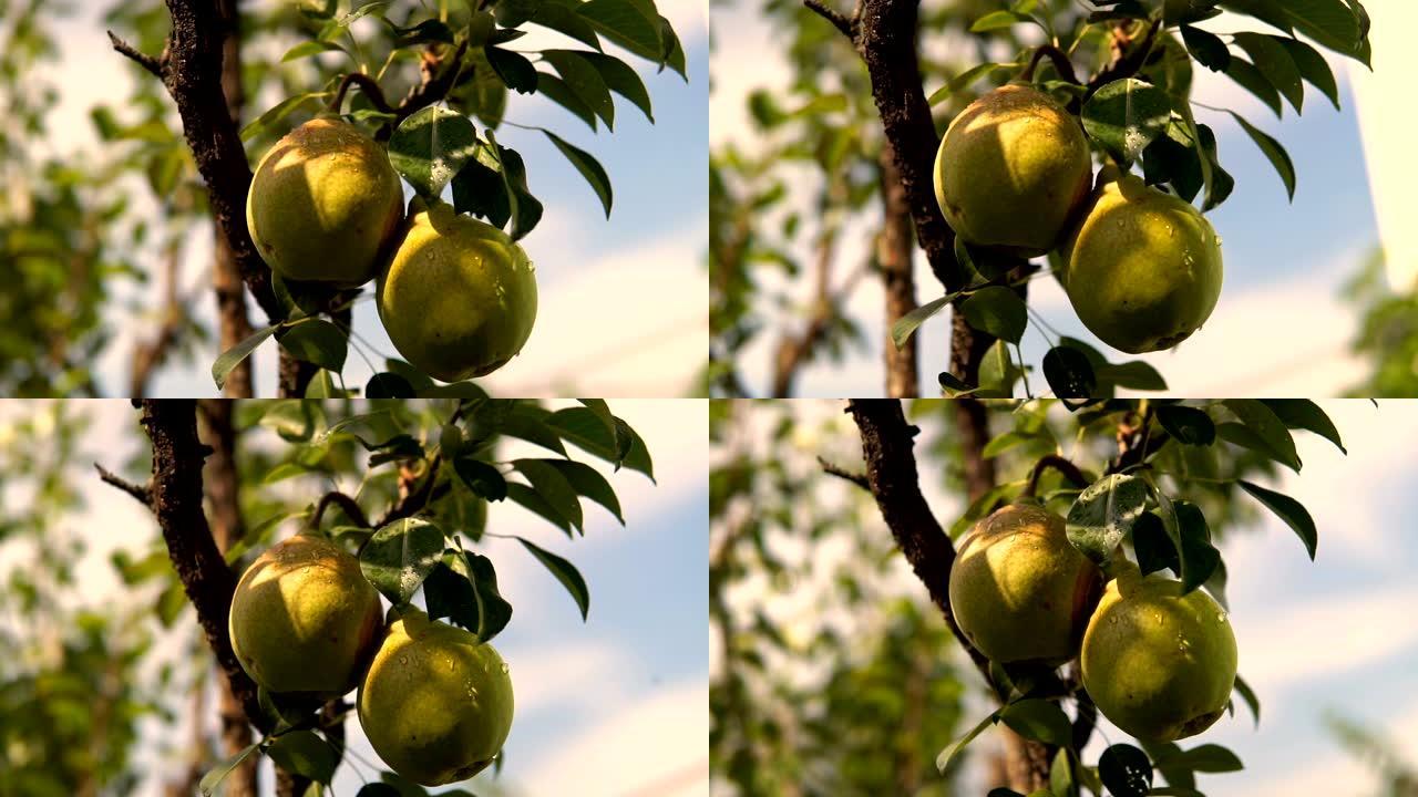 树上的梨。树枝上有梨。挂在树上的梨。