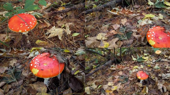 在秋天的森林里飞木耳蘑菇。毒蝇伞。