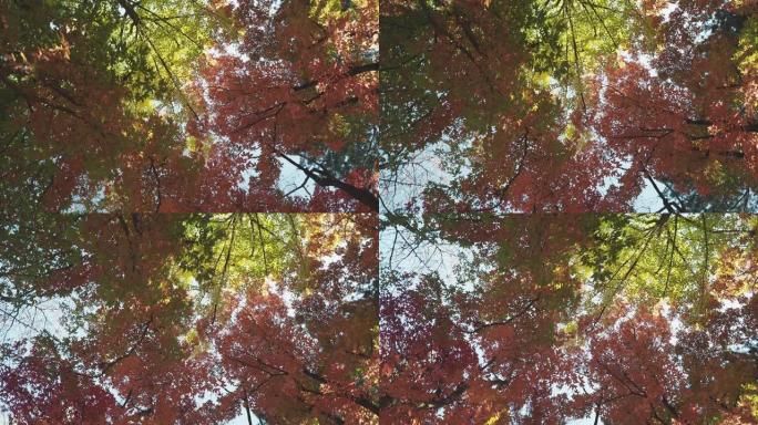 南美岛五颜六色的秋叶树，韩国秋天，自然概念