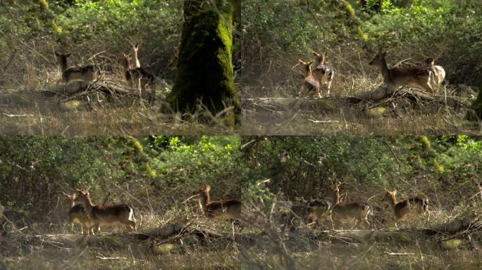 一群在树林里逃跑的小鹿动物