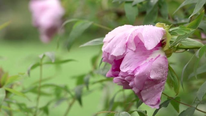 雨后粉红牡丹花