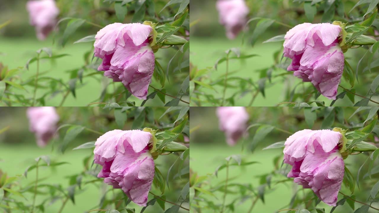 雨后粉红牡丹花