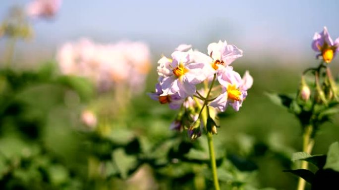 特写，开花的土豆。农场田地上的马铃薯灌木丛上盛开白色的淡粉色花朵。马铃薯生长。培育马铃薯品种。夏季炎