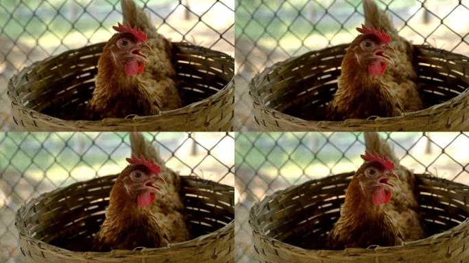 母鸡在鸡舍里孵蛋/孵蛋
