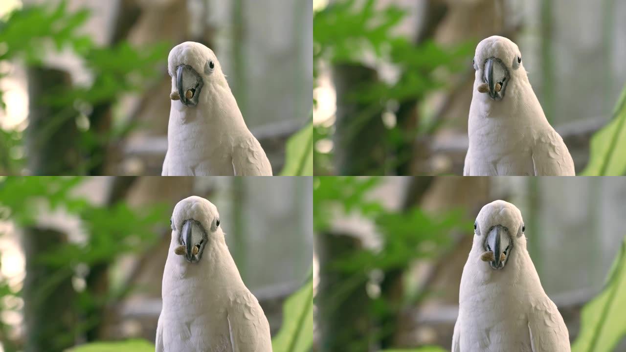 白色金刚鹦鹉鸟在自然背景下吃豆