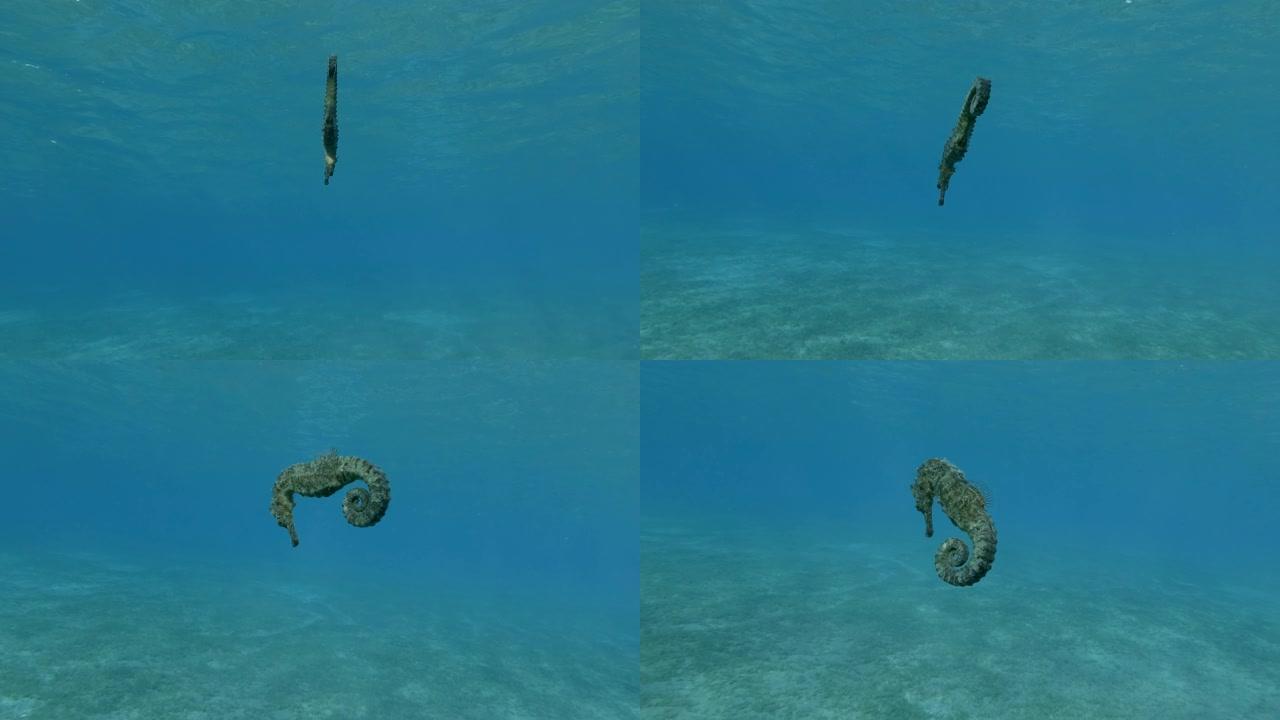 海马在蓝色水底的表面下游泳。水下射击，埃及红海