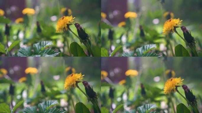 黄色蒲公英在春天盛开。风飘动着一朵花。背景绿草
