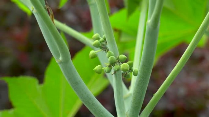 蓖麻籽是蓖麻毒素的来源。蓖麻籽或蓖麻油植物，大戟科多年生开花植物的一种