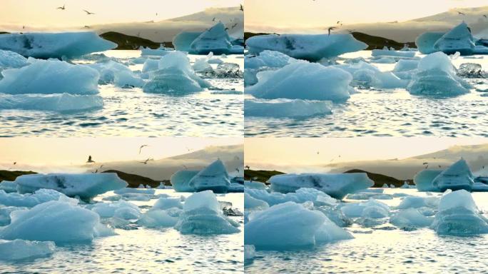 冰岛冰泻湖Jokulsarlon冰川泻湖中漂浮的冰山和海豹