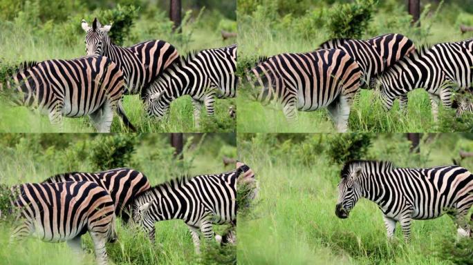 南非野生动物斑马的特写镜头。美丽的动物在自然界-近景
