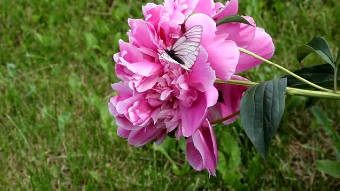 白菜蝴蝶在夏季花园里的粉红色牡丹上喝花蜜