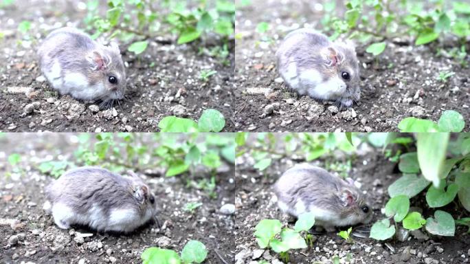灰仓鼠正在菜园里寻找食物。土壤上有绿叶和葵花籽。