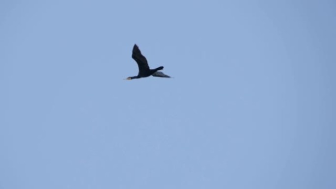 孤独的鹅以不完美的形式飞行。慢动作。一只鸟雁编队飞翔，蓝天背景。迁徙的大鸟编队飞行。