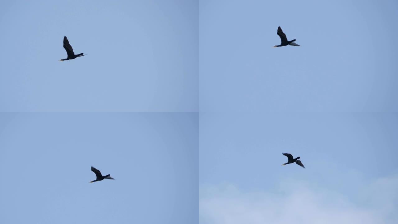 孤独的鹅以不完美的形式飞行。慢动作。一只鸟雁编队飞翔，蓝天背景。迁徙的大鸟编队飞行。