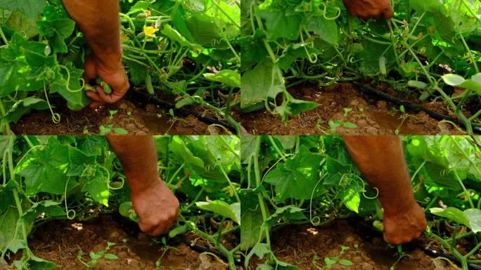农民收获滴灌种植的腌黄瓜。