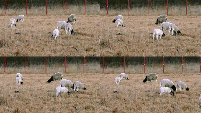 一群羊在农场吃草。