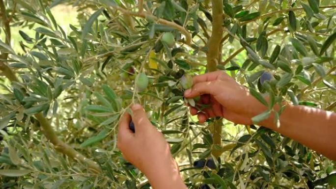 橄榄种植者收获成熟的橄榄果实。