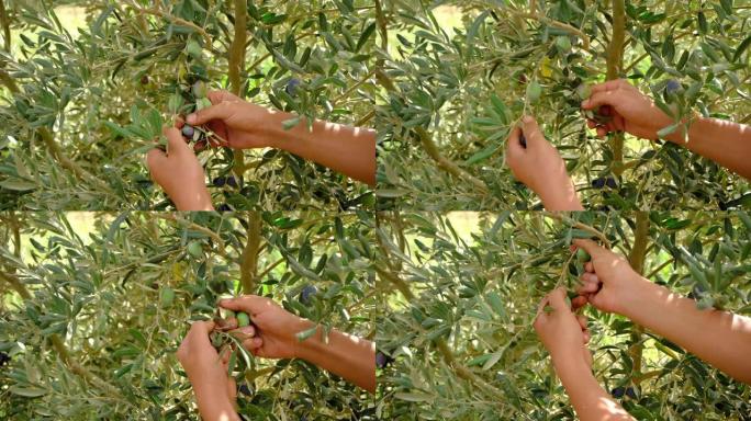 橄榄种植者收获成熟的橄榄果实。