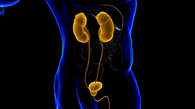 具有膀胱解剖的人体泌尿系统肾脏医学概念3D