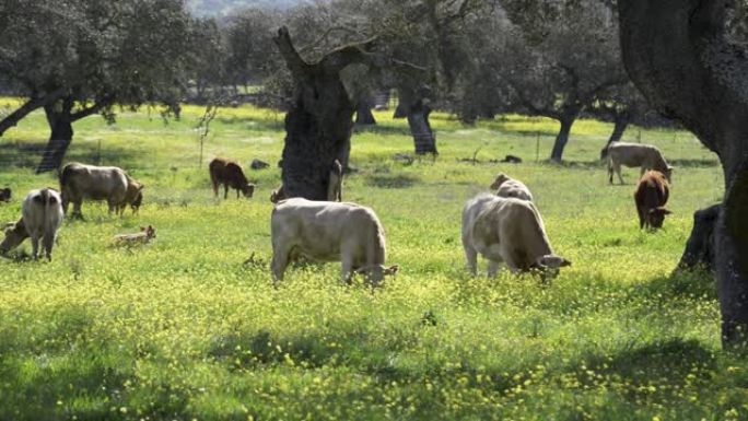 在埃斯特雷马杜拉 (Extremadura) 有黄色花朵的田野里，利穆赞 (Limousin) 和夏