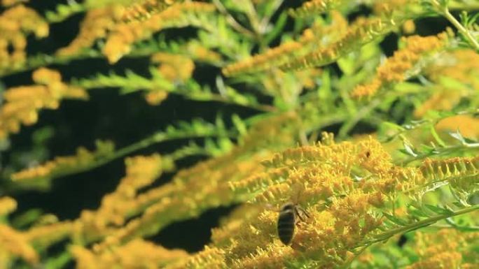 黄花加拿大一枝黄花和花粉蜜蜂