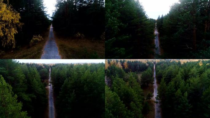 相机在松树和黄桦木的旧路上升起