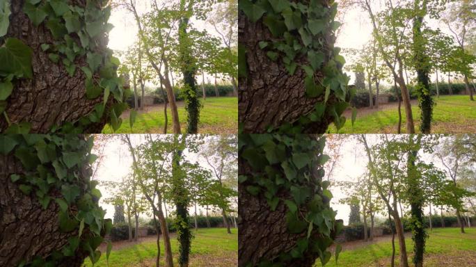4k慢动作视频日光从树后传来