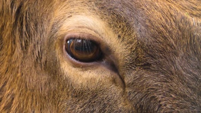 麋鹿的特写镜头保护动物实拍素材