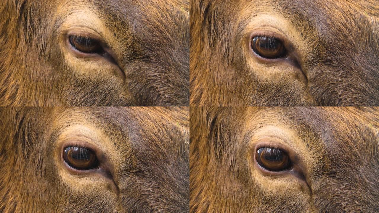 麋鹿的特写镜头保护动物实拍素材