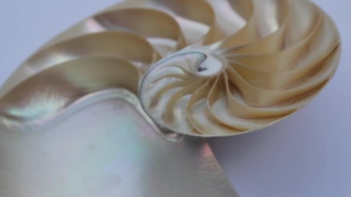 鹦鹉螺贝壳股票斐波那契镜头视频剪辑转向黄金比例数字序列自然背景半切片部分