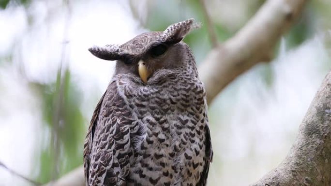 亚成年斑腹雕鸮 (Bubo nipalensis)