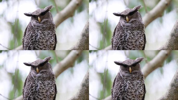 亚成年斑腹雕鸮 (Bubo nipalensis)