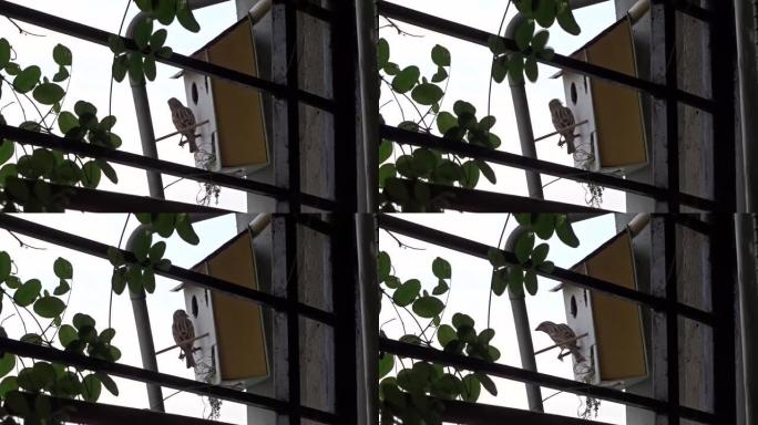 麻雀在人造鸟舍内筑巢