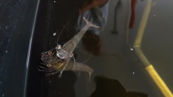 大型活虾在水中的特写镜头。