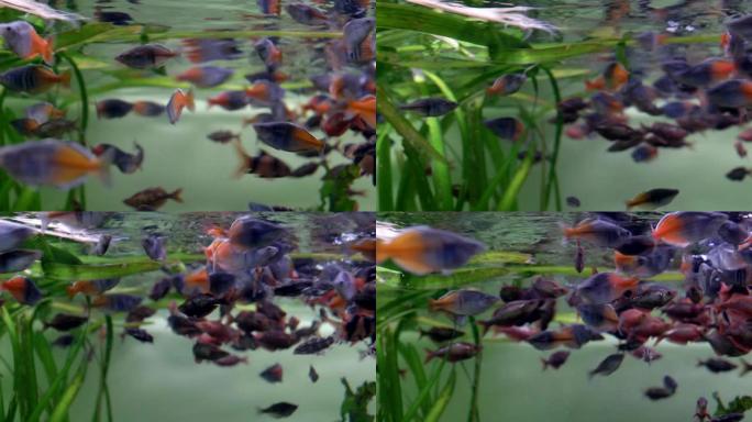 水族馆。在水面附近漂浮着一群紫色粉红色的鱼。关闭。