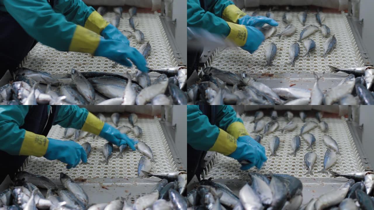工厂的工作人员正在清洗冷冻鱼。运输机制是转移鱼进行加工。