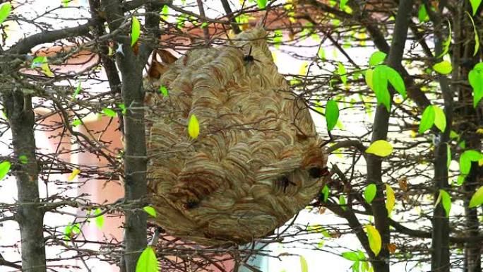 黄蜂在花园里筑巢，并在该地区探索