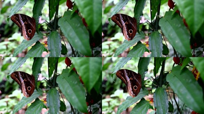 猫头鹰蝴蝶的微距图像
