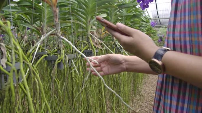 园丁兰花的慢动作镜头亚洲妇女正在照顾花卉兰花植物农场小企业