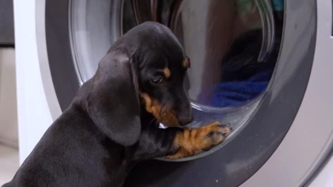 可爱的腊肠犬小狗看着湿的脏衣服在洗衣机的滚筒里旋转。懒惰的小狗认为这是玩具，然后从后面看