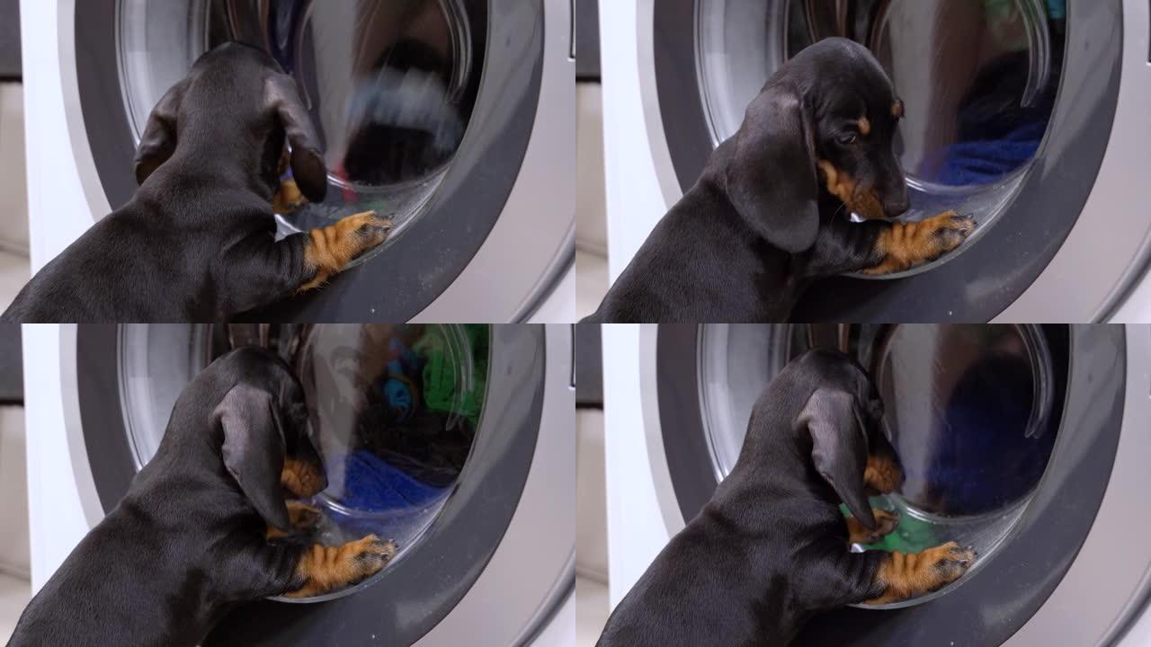 可爱的腊肠犬小狗看着湿的脏衣服在洗衣机的滚筒里旋转。懒惰的小狗认为这是玩具，然后从后面看