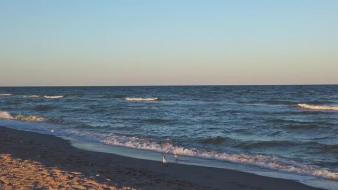 海边的海鸥。海鸥在夕阳的光芒中飞行。夏天拍摄。