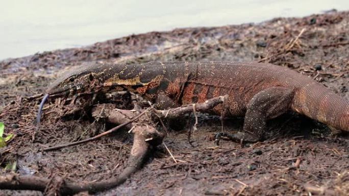 南非的巨蜥。蜥蜴在水面附近的地面上-特写-爬行动物概念