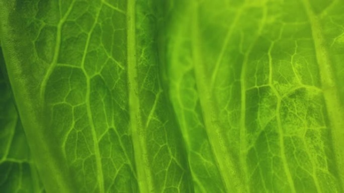 宏观观察新鲜的绿色生菜叶，多莉镜头。