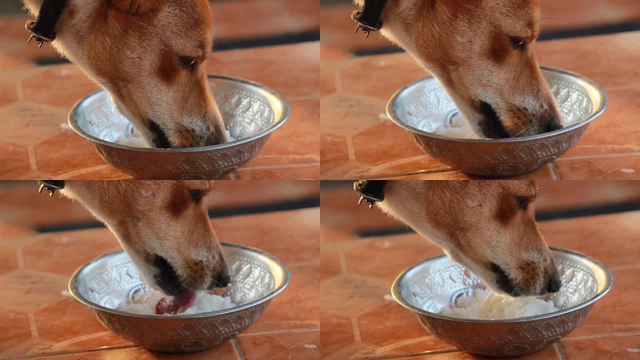 印度乡村狗在家里吃食物。宠物神在家里吃食物