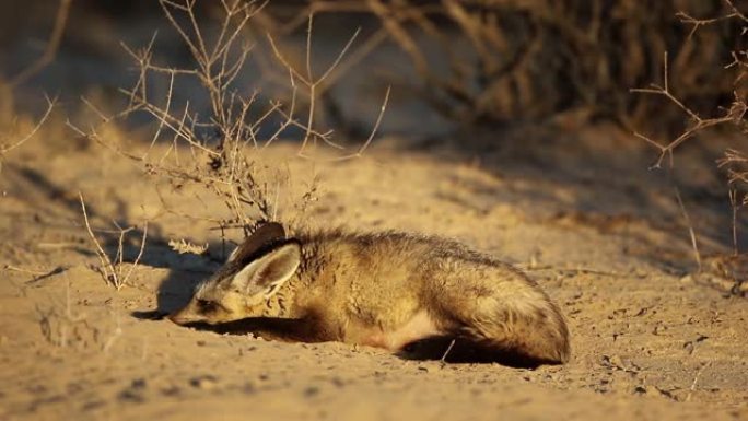 南非卡拉哈里沙漠自然栖息地的蝙蝠耳狐狸 (Otocyon megalotis)