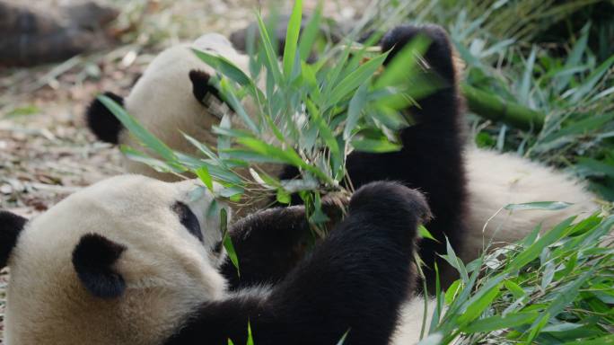成都两只大熊猫吃竹叶特写素材