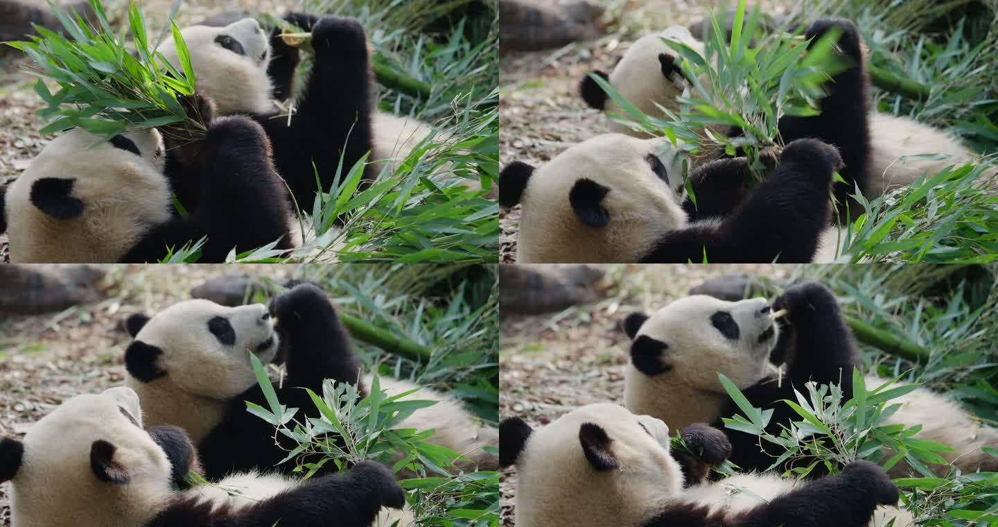 成都两只大熊猫吃竹叶特写素材