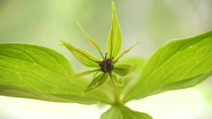 美丽的真实恋人结花的样子