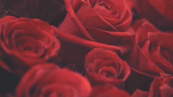白色背景上美丽的大红玫瑰花束的模糊裁剪视频。